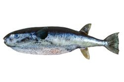 oceanic puffer